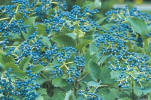 Viburnum 'Blue Muffin' 